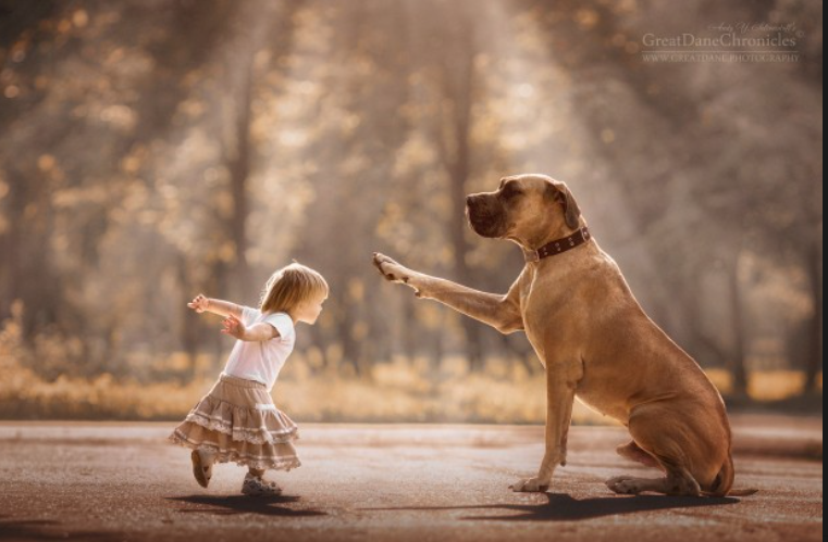 Growth Drivers and Future Potential of the Pet Insurance Mar