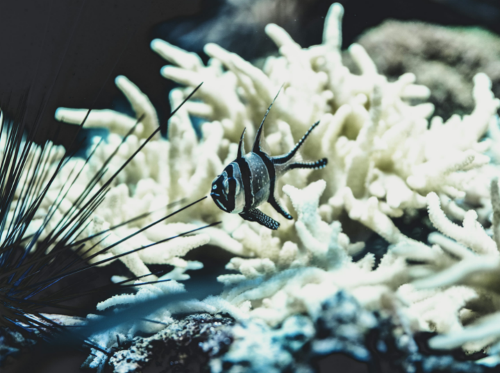 Coral bleaching insurance: financial safety belt for marine ecosystem
