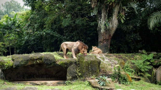 Insurance Protection for the Keepers in the Beast Area of Wildlife Park