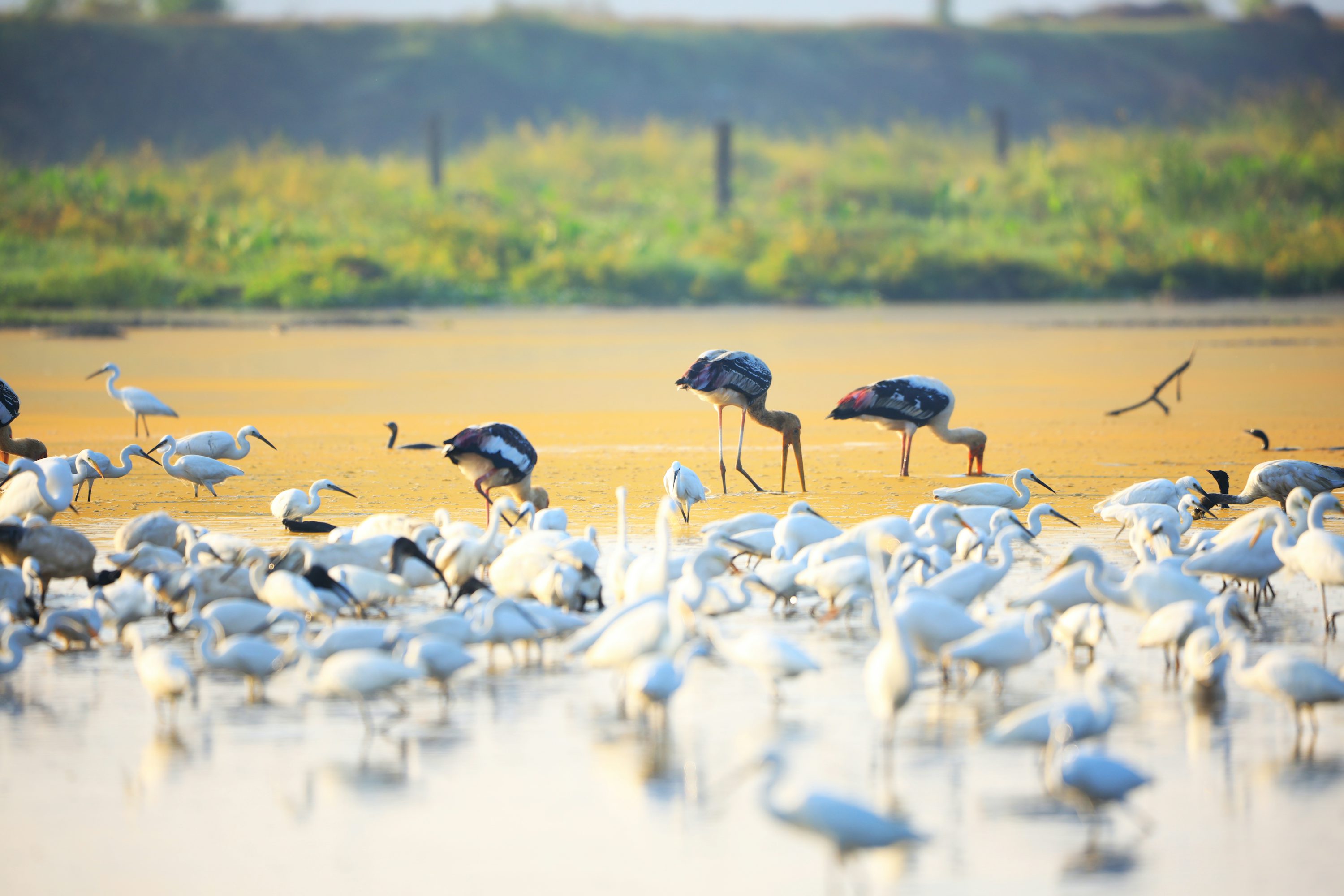 Migratory Bird Habitat Insurance: Economic Compensation Mechanism for Wetland Protection